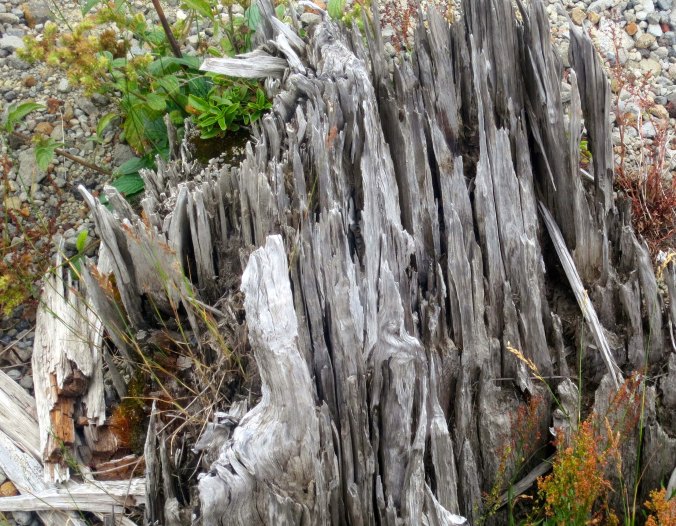 This stump shows how the trees were ripped off from their bases by the blast.