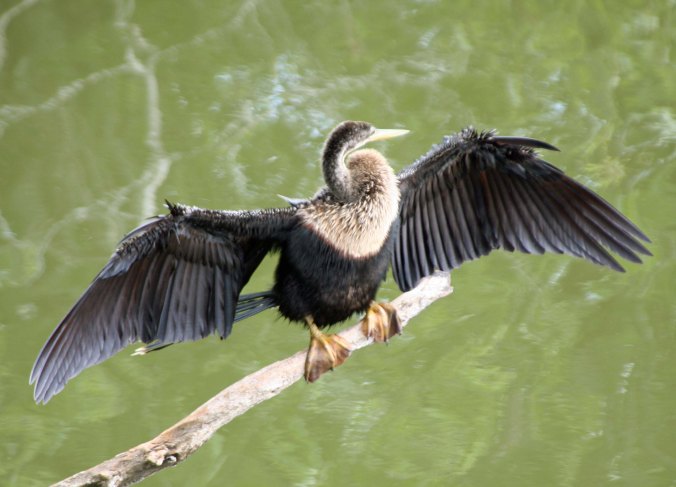 Anhinga in Everglades National Park.
