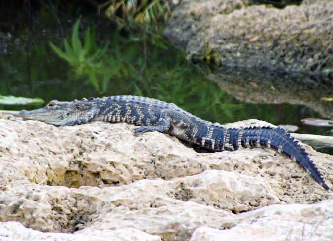 Alligator sunbathing in the Florida Everglades.