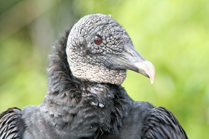 Everglades Black Buzzard. Photograph by Curtis Mekemson.