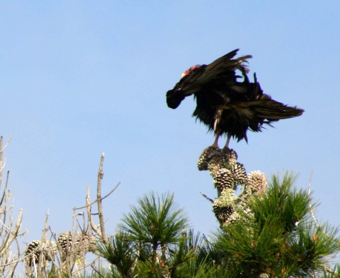Buzzards feathers gor awry on Limantour Beach.