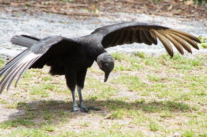 Florida Everglades Black Buzzard take a bow. Photo by Curtis Mekemson.