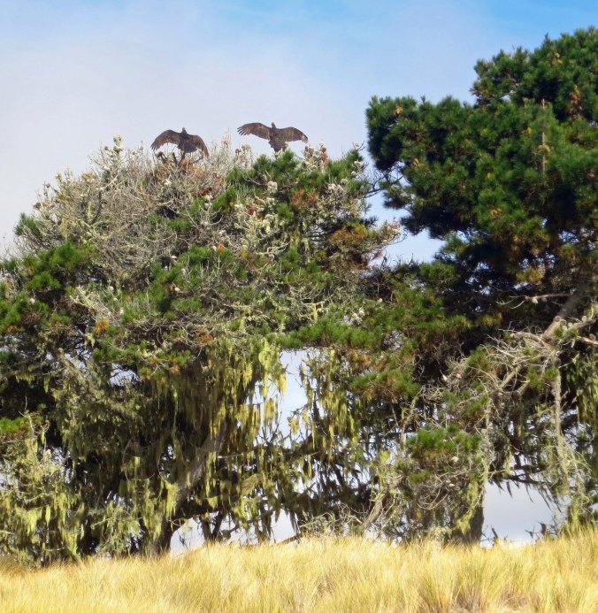 Buzzards drying out wings on Limantour Beach at Pt. Reyes National Seashore. Photo by Curtis Mekemson.