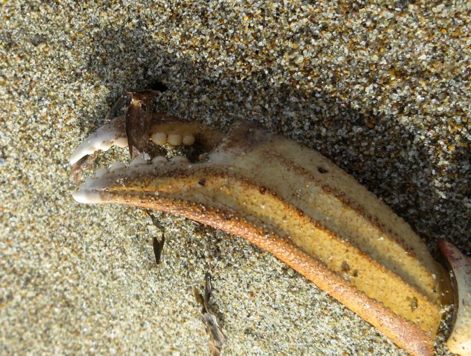 Crab claw showing teeth on Limantour Beach at Pt. Reyes National Seashore. Photo taken by Curtis Mekemson.