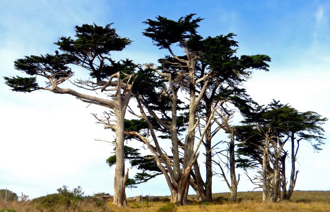 Photo of cypress tree wind break on Pierce Ranch inPt. Reyes National Seashore. Photo by Curtis Mekemson.