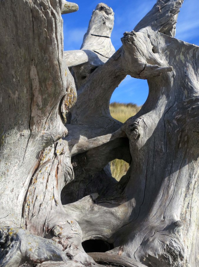 Close up photo of driftwood on Limantour Beach taken by Curtis Mekemson.