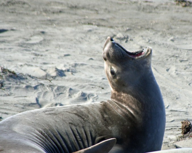 Elephant seal photo by Curtis Mekemson.