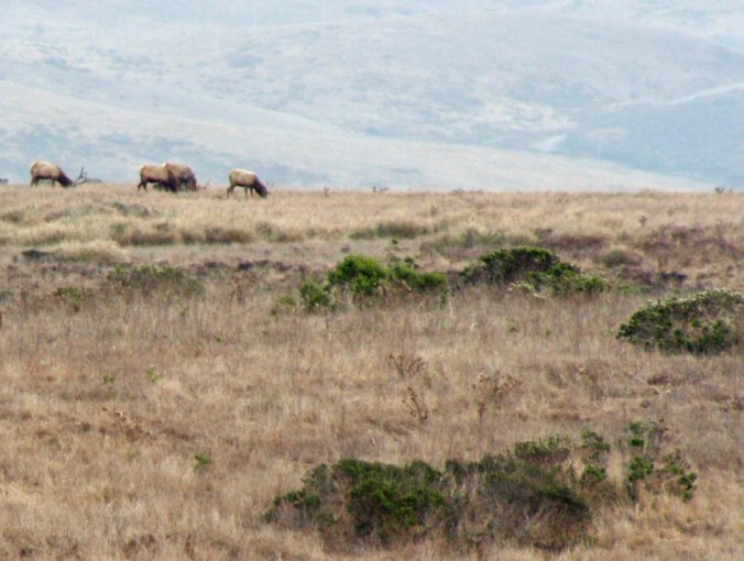 Tule Elk grazing on a hill at the Tule Elk Preserve at Pt. Reyes National Seashore.
