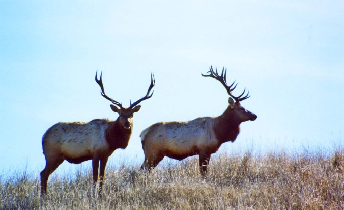 A pair of Tule Elk at Pt. Reyes National Seashore. Photo by Curtis Mekemson.
