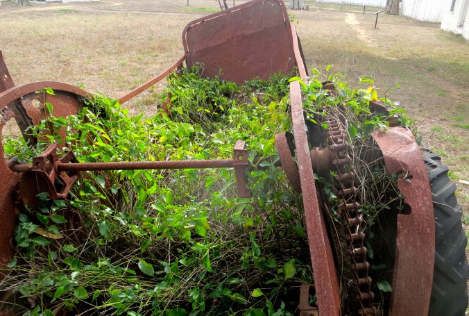 Old farming equipment at Pierce Ranch on Pt. Reyes National Seashore. Photo by Curtis Mekemson.
