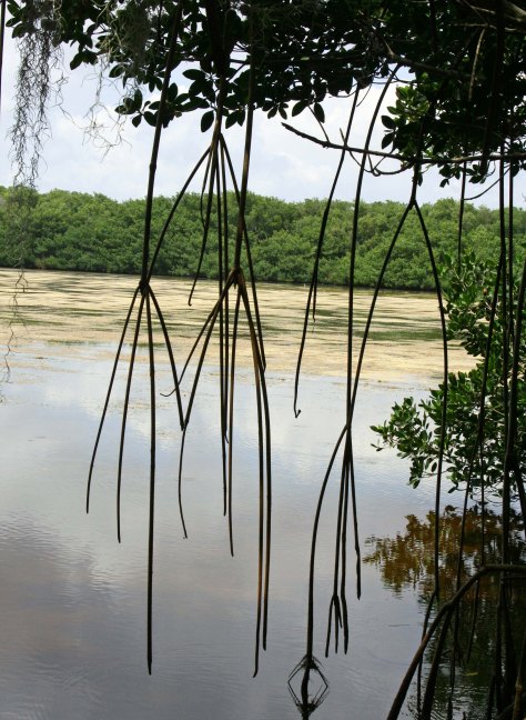 Everglades lake photo by Curtis Mekemson.