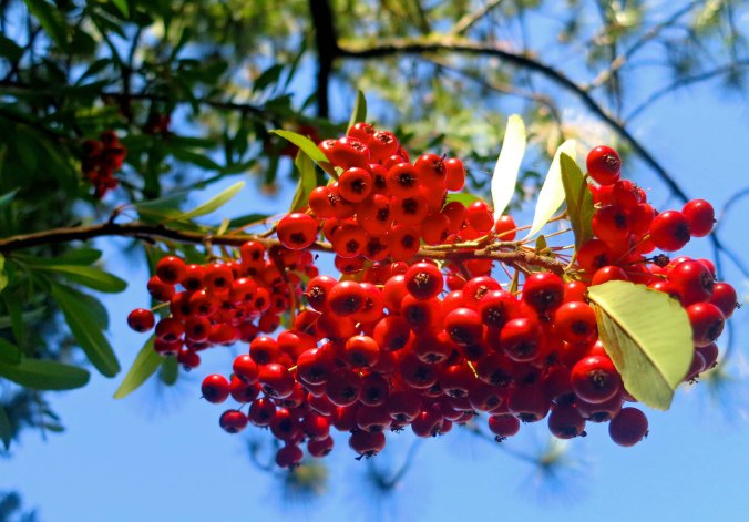 These red berries decorated a neighbors yard. As I recall from my youth in California, we called them California Holly.