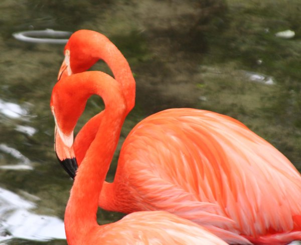 Photo of Flamingos by Curtis Mekemson.