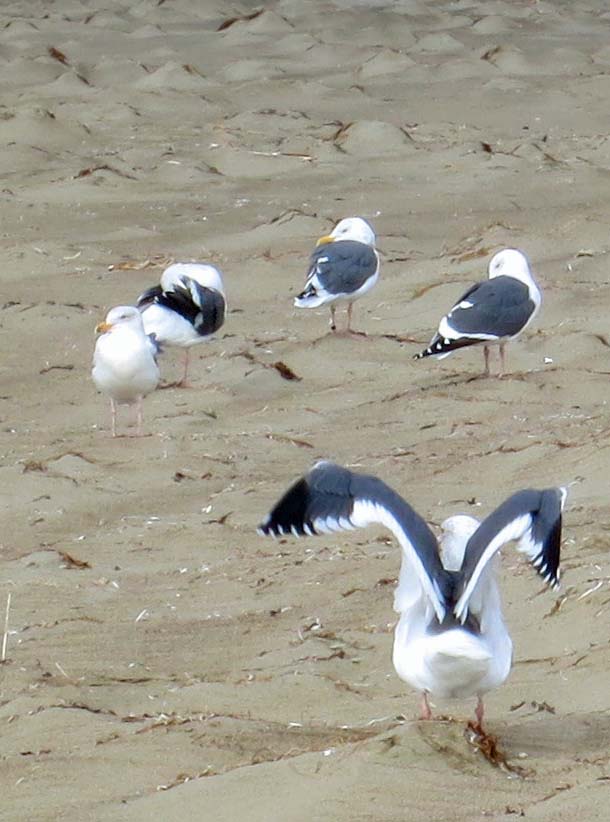 Sea gulls on Limantour Beach at Pt. Reyes National Seashore. Photo by Curtis Mekemson.