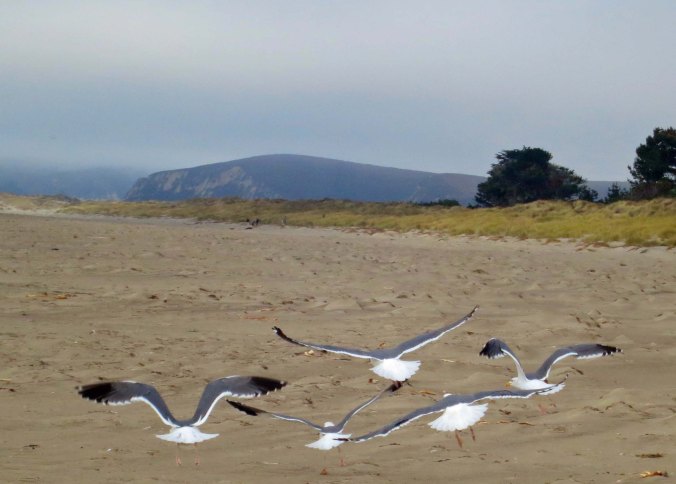 Sea gulls in flight on Limantour Beach at Pt. Reyes National Seashore. Photo by Curtis Mekemson.