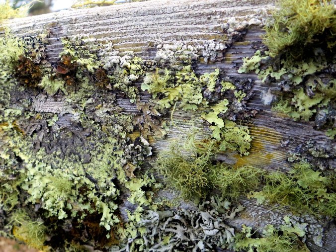 Lichens found on a fence on Pierce Ranch at Pt. Reyes National Seashore. Photo by Curtis Mekemson.