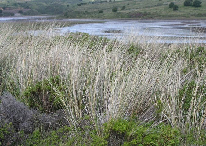 Photo of the Estero de Limantour at Pt. Reyes taken by Curtis Mekemson.