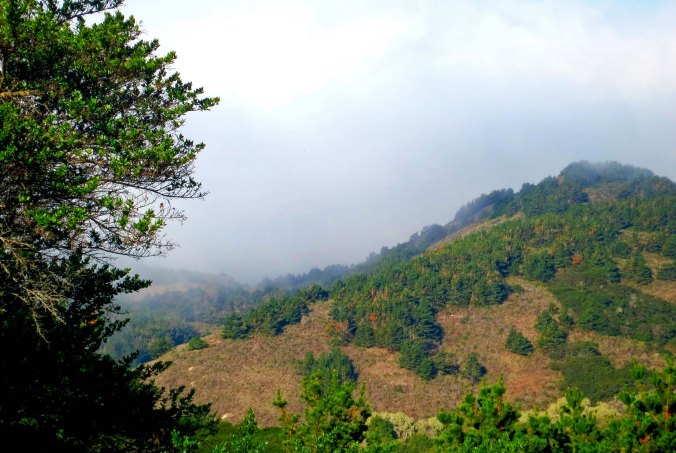 Pt. Reyes photo along Limantour Road at Pt. Reyes national Seashore by Curtis Mekemson.