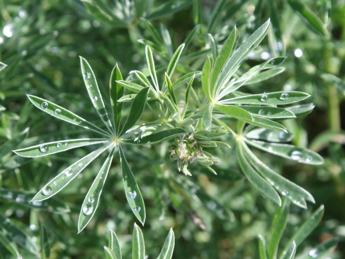 Raindrops captured by lupine leaves at South Beach, Pt. Reyes National Seashore. Photo by Curtis Mekemson.