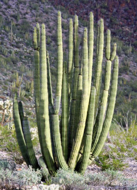 Organ Pipe Cactus in Organ Pipe National Monument. Photo by Curtis Mekemson