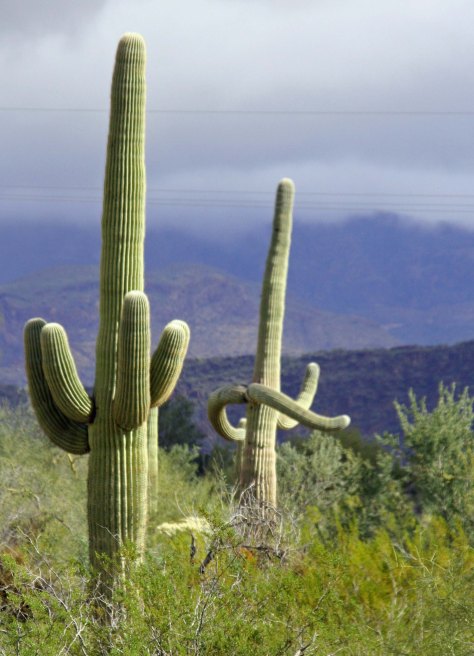 Saguaro Cactus in Organ Pipe National Monument. Photo by Curtis Mekemson.