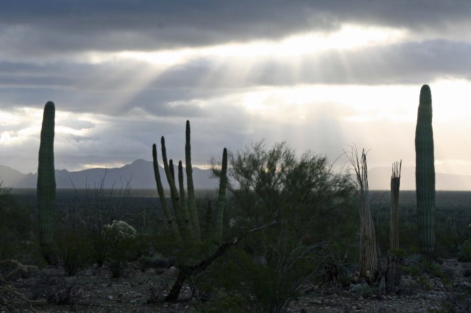 Two Saguaros and an Organ Pipe Cactus in Organ Pipe national Monument. Photo by Curtis Mekemson.