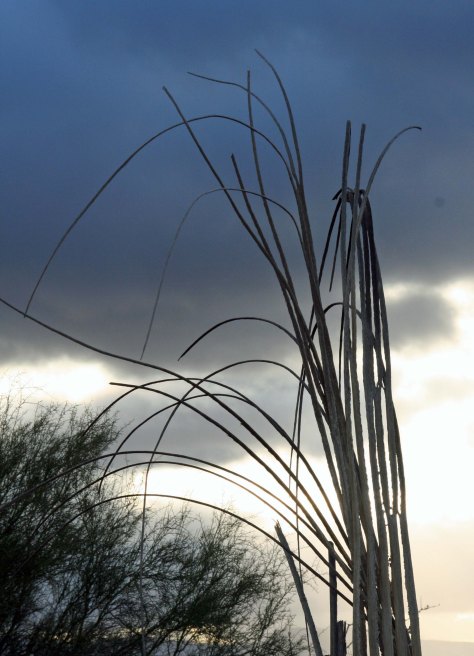 The "bones' of a Saguaro at Organ Pipe Cactus National Monument. Photo by Curtis Mekemson.