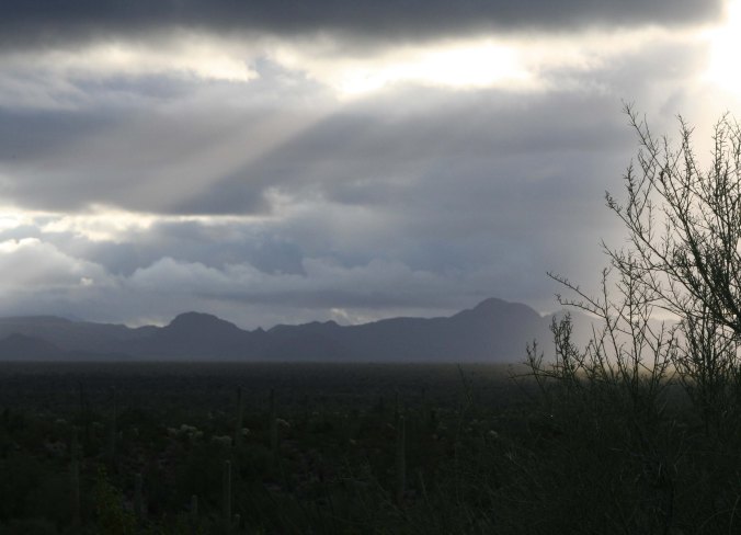 Organ Pipe National Monument in early morning light. Photo by Curtis Mekemson.