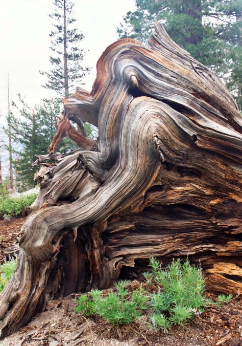 Pacific Crest trail downed tree displays beautiful grains of wood in its roots. Photo by Curtis Mekemson.