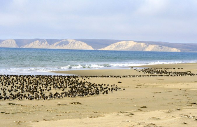 Sanderlings on Limantour Beach at Pt. Reyes national Seashore.
