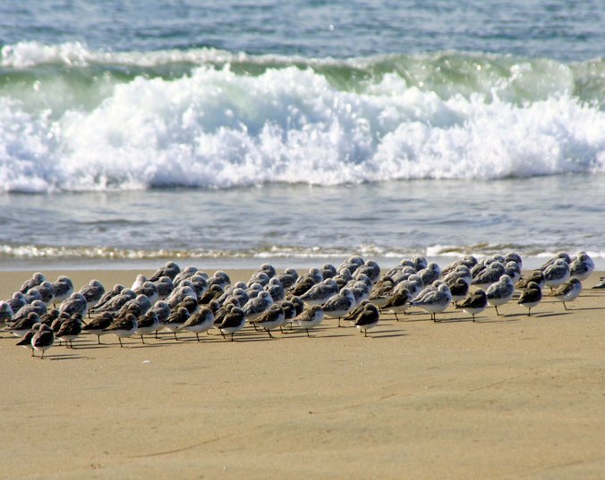 Shore, sea and sanderlings meet on Limantour Beach at Pt. Reyes National Seashore. (photo by Peggy Mekemson.)