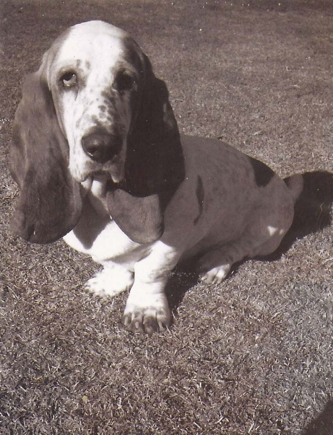 Photo of Socrates the Basset Hound by Curtis Mekemson
