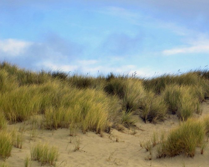 Photo of grass on Limantour Spit taken by Curtis Mekemson.