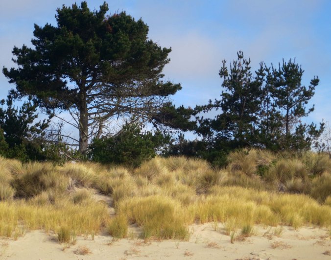Photo of spit on Limantour Beach by Curtis Mekemson.