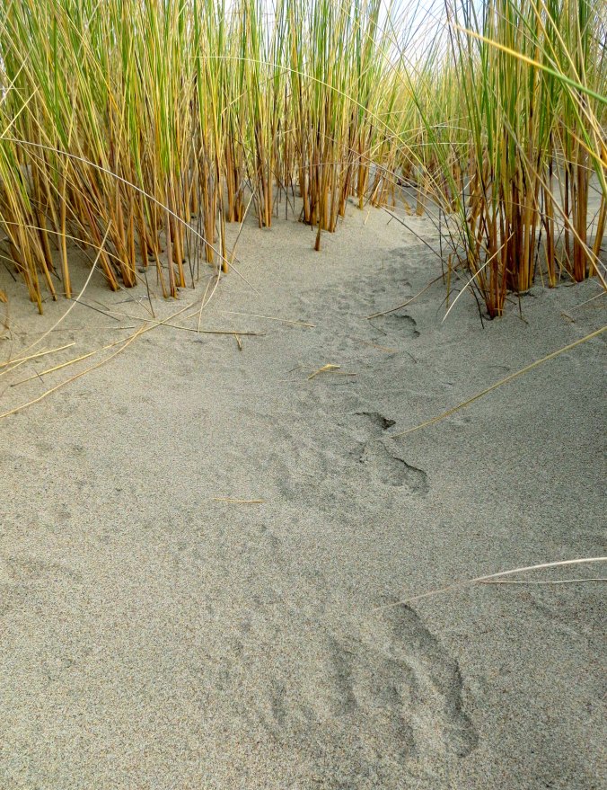 These tracks represent a virtual freeway into the grass on the spit.