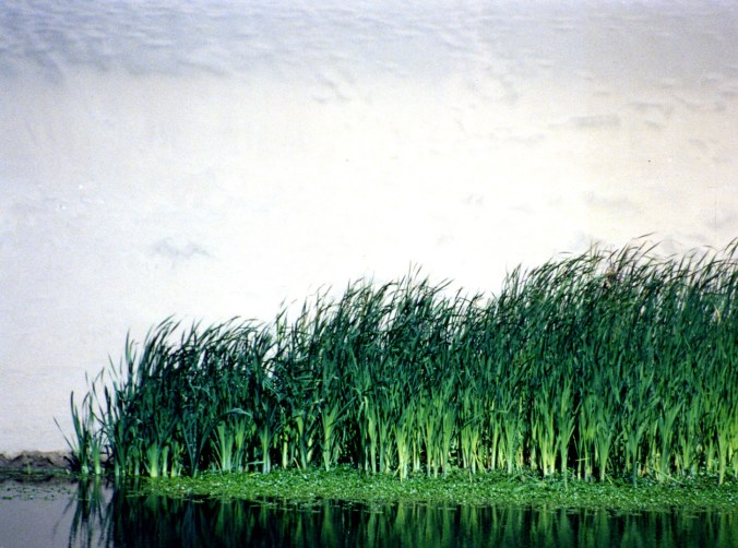 Tules near North Beach, Pt. Reyes National Seashore.