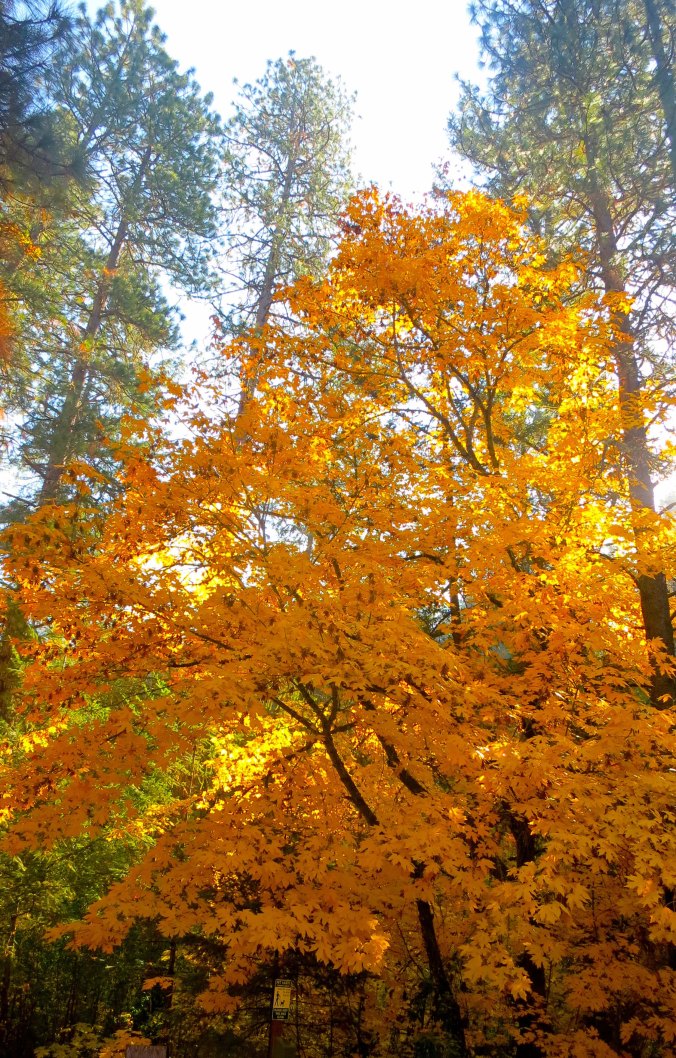 Oregon Maple photo by Curtis Mekemson.
