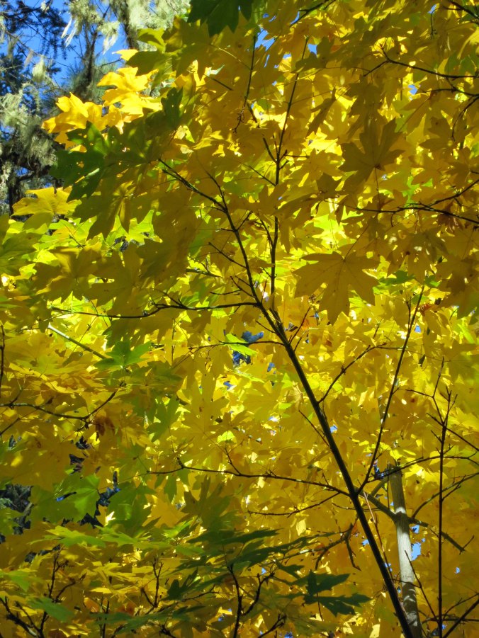 Photo of Oregon Maple by Curtis Mekemson.