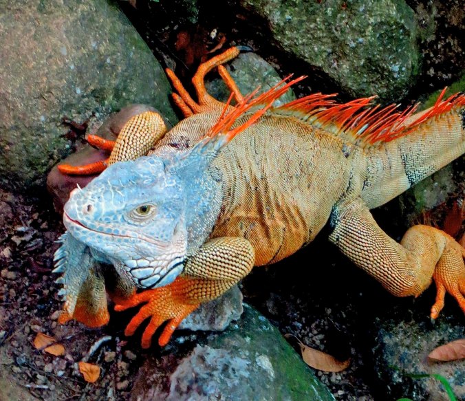 Iguana in Puerto Vallarta, Mexico. Photo by Curtis Mekemson.