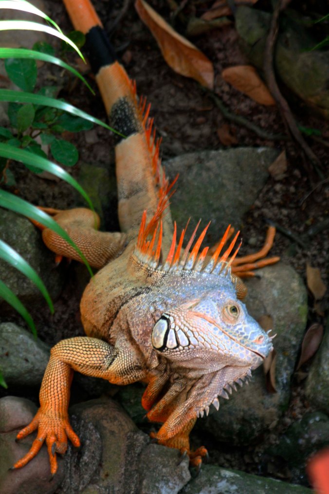 Iguana in Puerto Vallarta, Mexico. Photo by Curtis Mekemson.