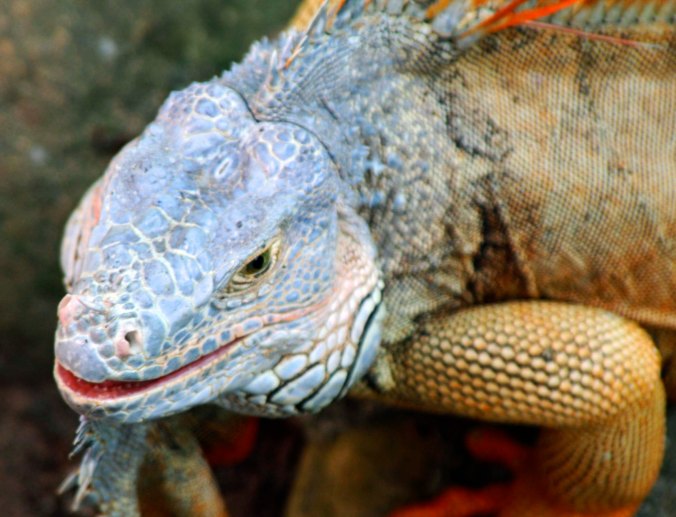 Parietal eye of iguana. Photo by Curtis Mekemson.
