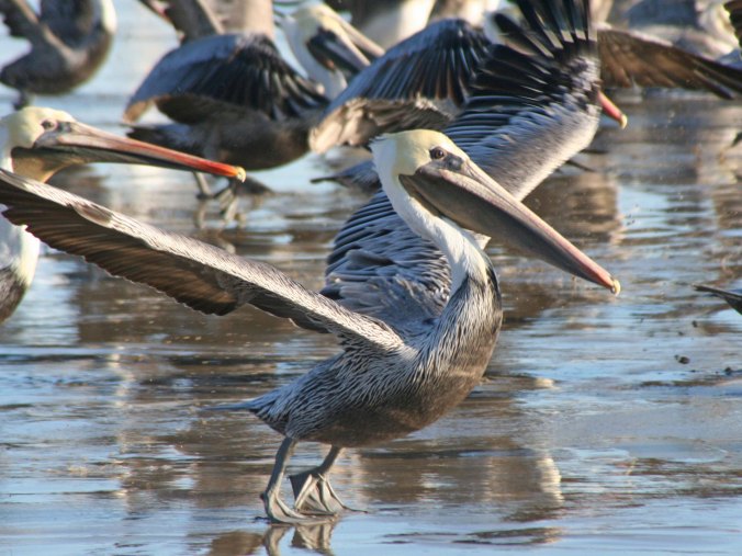 California Brown Pelican posed for flight. Photo by Curtis Mekemson.
