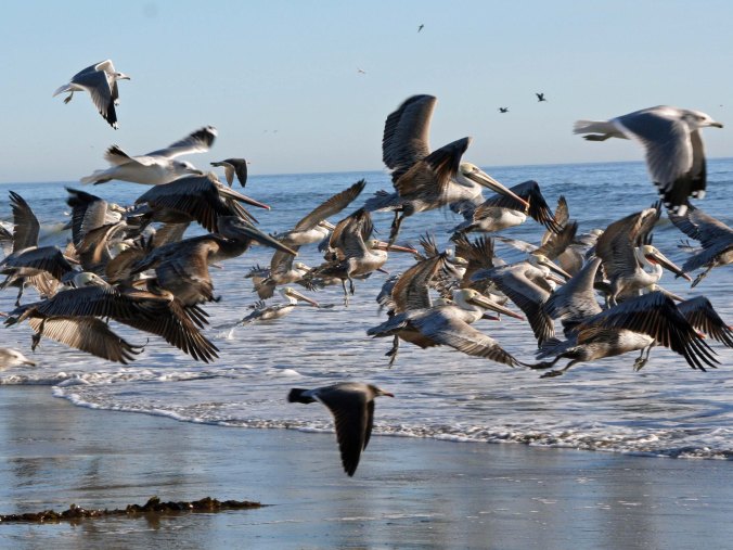 California Brown Pelicans in flight. Photo by Curtis Mekemson.