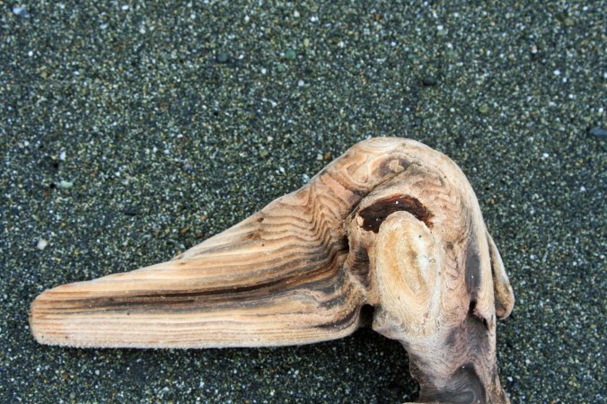 Driftwood shapes at Redwood National Park. Photo by Curtis Mekemson.
