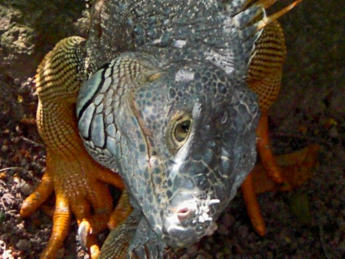 Our grandsons Ethan and Cody were fascinated by the iguanas we found in Puerto Vallarta. The 8-year-old Ethan took this photo as  and iguana checked him out. (Photo by Ethan Cox.)