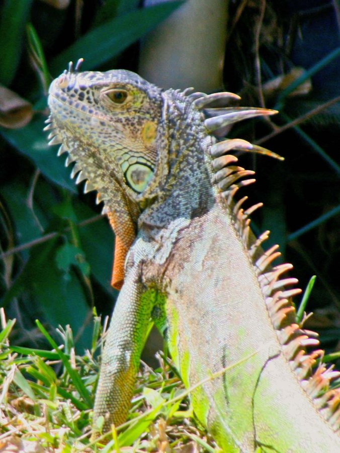 Green Iguana in Puerto Vallarta Mexico. Photo by Curtis Mekemson.