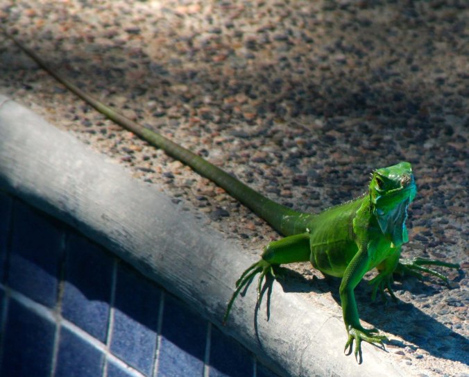 Baby iguana in Puerto Vallarta. Photo by Curtis Mekemson.