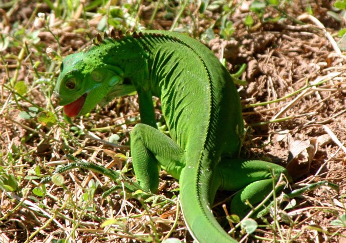 Young iguana grazing on grass in Puerto Vallarta, Mexico. Photo by Curtis Mekemson.