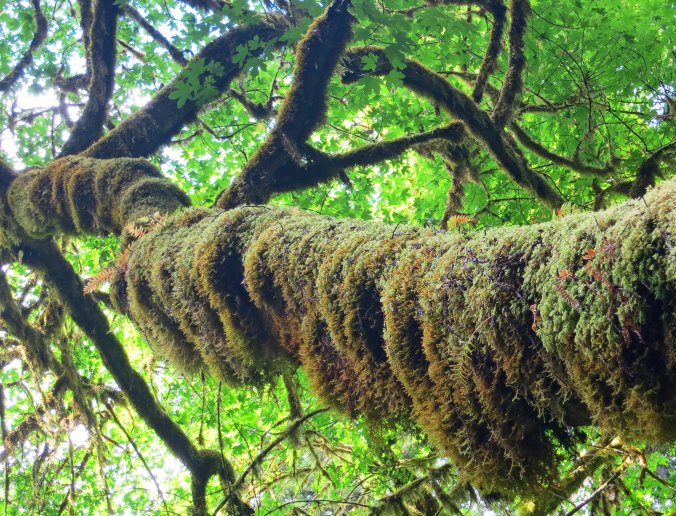 Moss coverend tree at Redwood National Park. Photo by Curtis Mekemson.