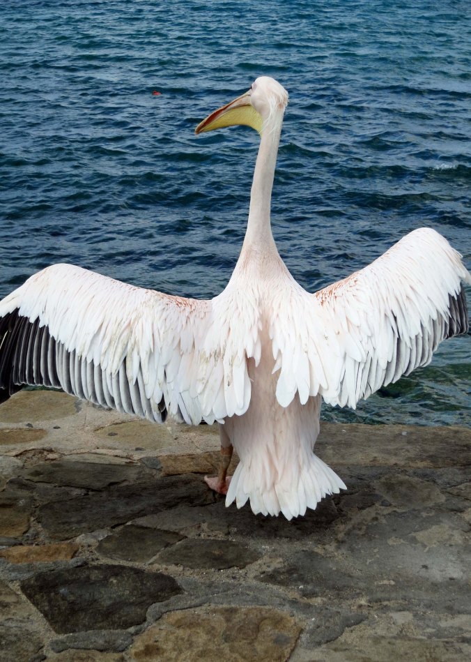 Petra the pelican of Mykonos. Photo by Curtis Mekemson.